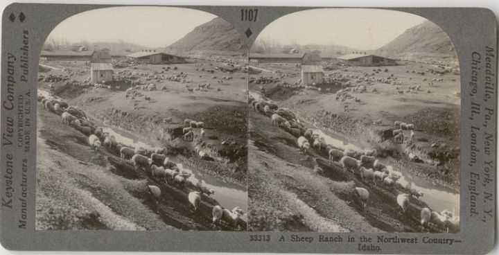 Sheep in Idaho