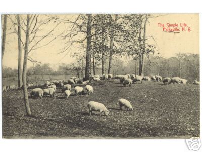 Sheep in Il