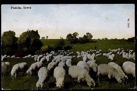 Sheep in Iowa B