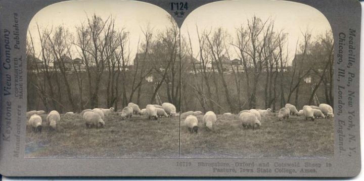 Sheep in Iowa Pasture