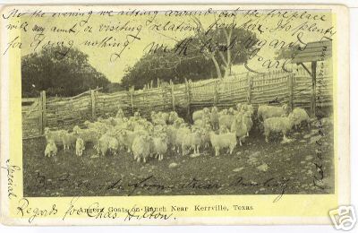 Sheep in Kerville TX