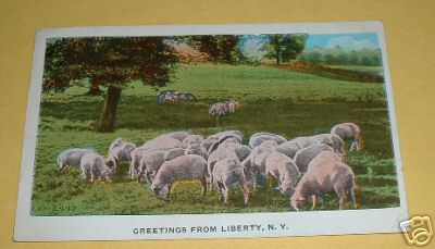 Sheep in Liberty NY