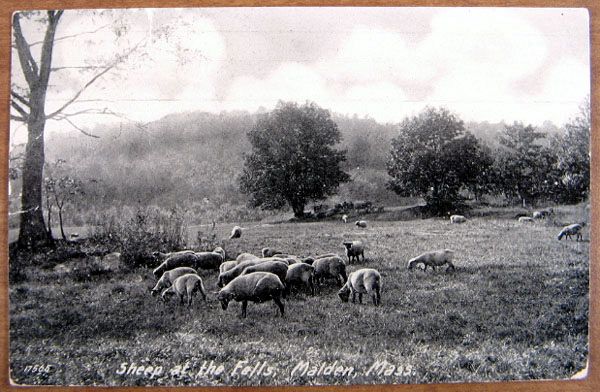 Sheep in Malden Ma