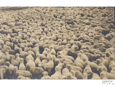 Sheep in Montana