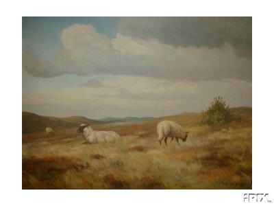 Sheep in Moor