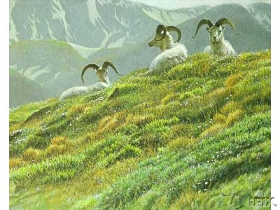 Sheep in Mountain Meadow1