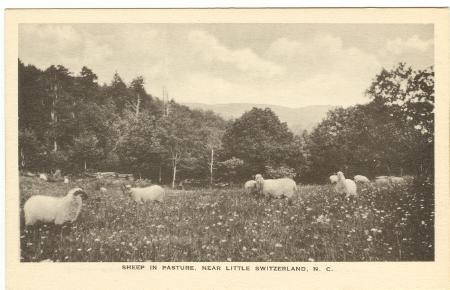 Sheep in NC