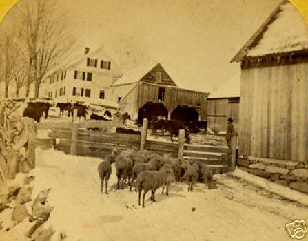 Sheep in New England Winter