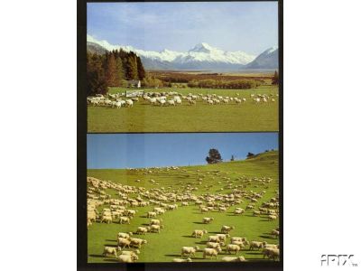 Sheep in New Zeland