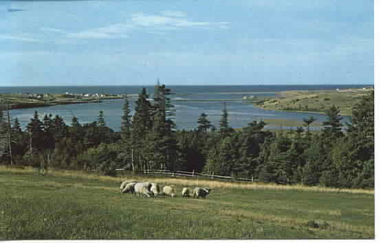 Sheep in Nova Scotia