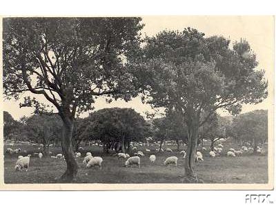 Sheep in Nz