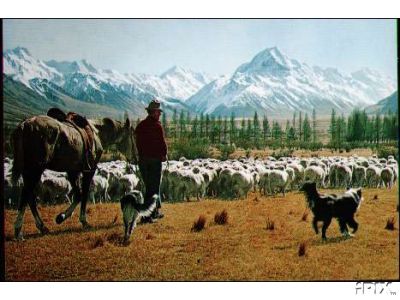 Sheep in Nz Mt Cook