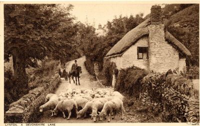 Sheep in Old Lynton UK