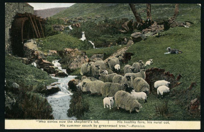 Sheep in Old Wales Ewes with Lambs