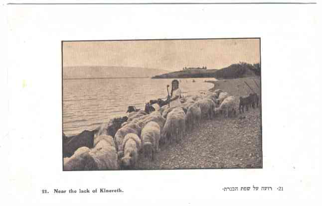 Sheep in Palestine