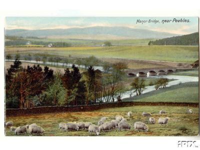 Sheep in Peebles Scotland