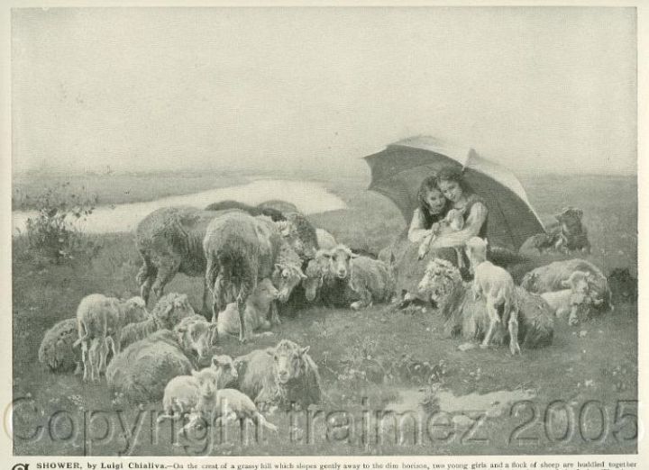 Sheep in Rain Shower