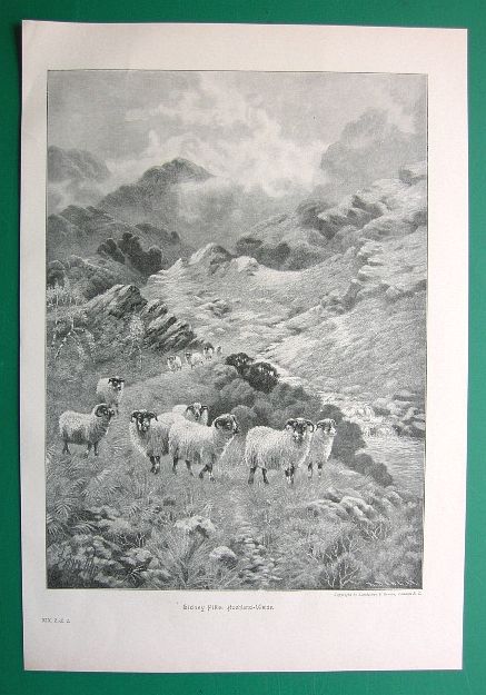 Sheep in Scotland