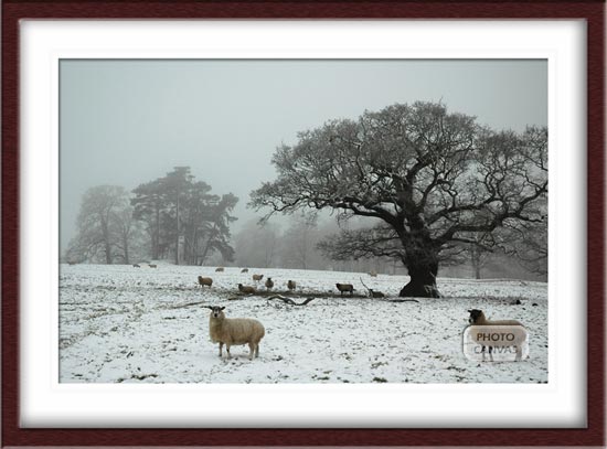 Sheep in Snow and Mist with Oak Tree
