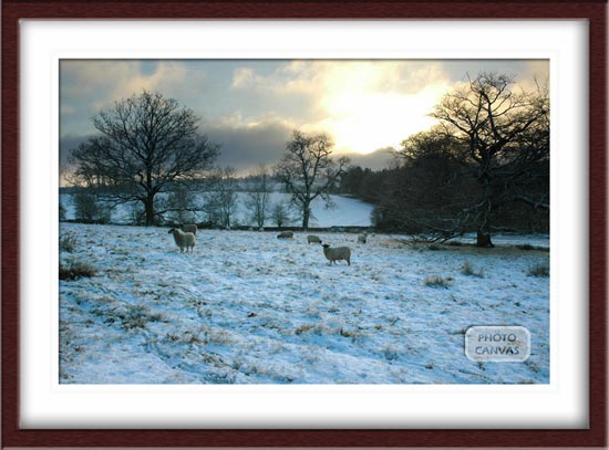 Sheep in Snowy Field Leicestershire English Countryside