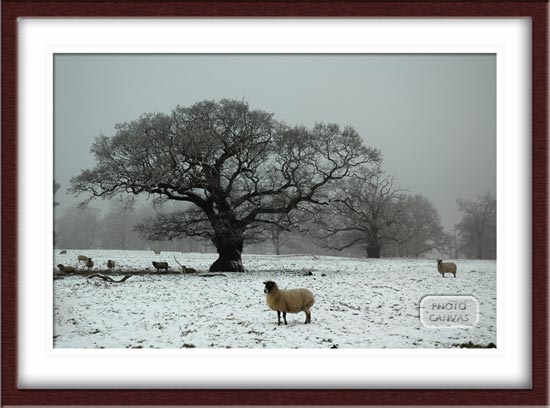 Sheep in Snowy Field Oak Tree in Background Derbyshire