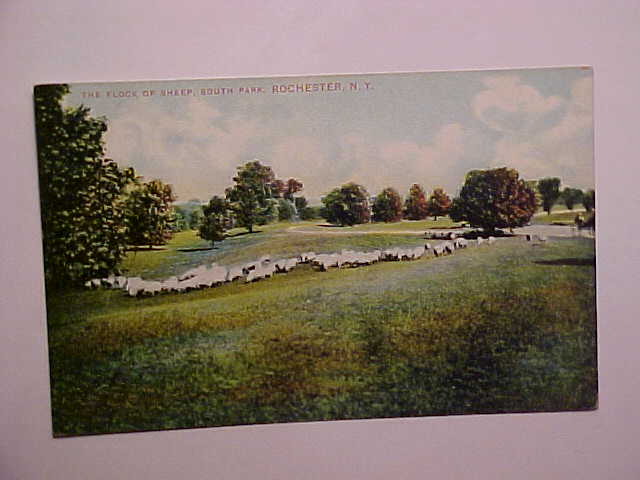 Sheep in South Park Rochester Ny