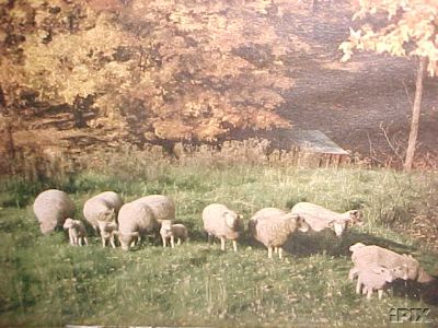 Sheep in Spring