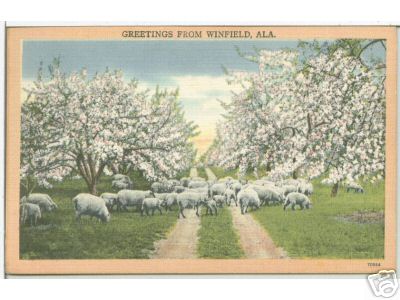 Sheep in Spring in Al