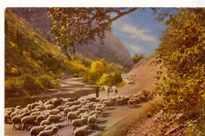Sheep in Sw Canyon