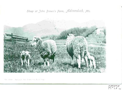 Sheep in the Adirondacks
