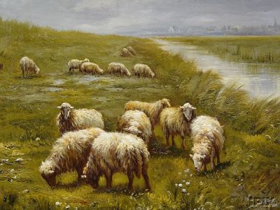 Sheep in the Field Grazing in Europe