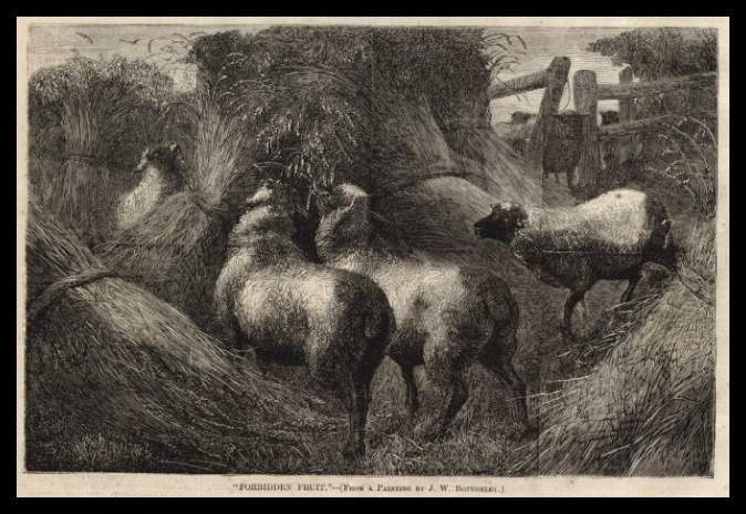 Sheep in the Hay Engraving