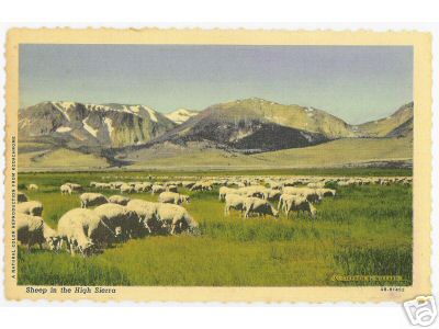 Sheep in the High Sierra