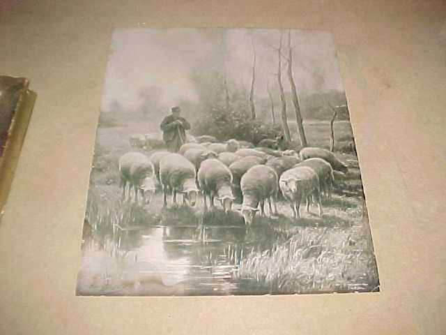Sheep in the Marsh Land