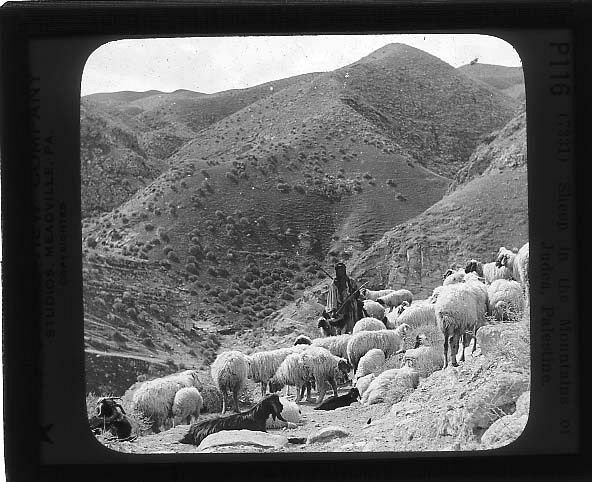 Sheep in the Mountains of Judea Palestine