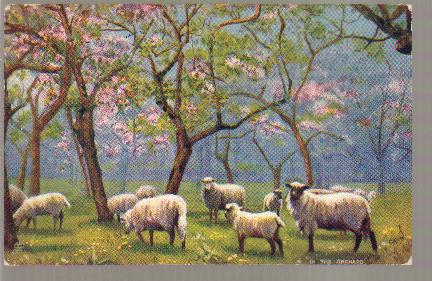 Sheep in the Orchard