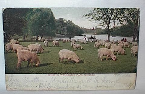 Sheep in the Park in Chicago