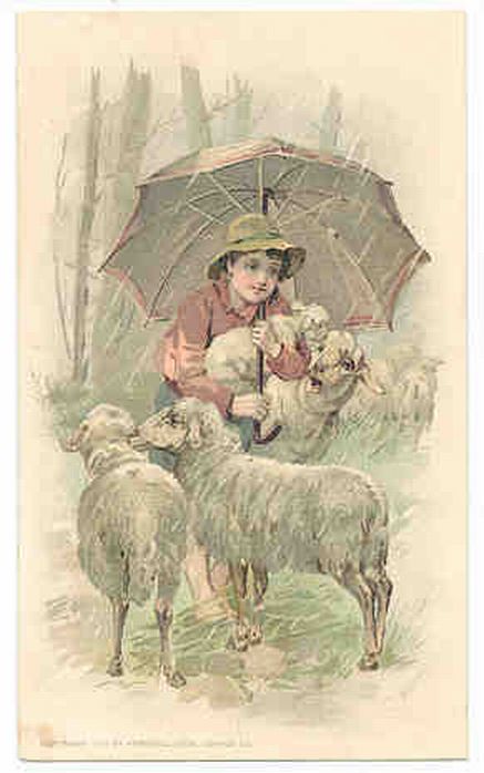 Sheep in the Rain
