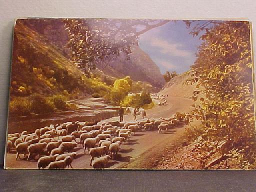 Sheep in the River Bed