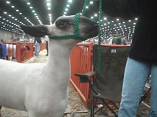 Sheep in the Show Ring