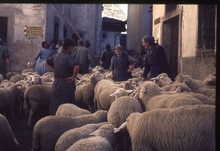 Sheep in the Street with Women
