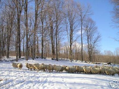 Sheep in Vt Winter