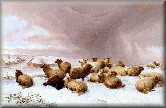 Sheep in Winter