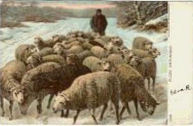 Sheep in Winter 2