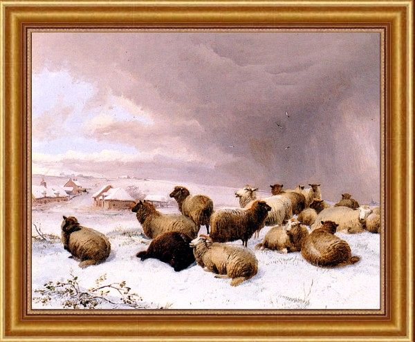 Sheep in Winter Fields