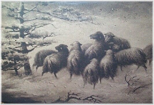 Sheep in Winter Storm