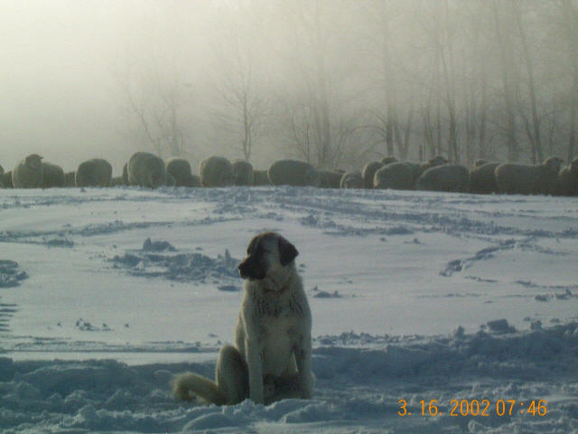 Sheep in Winter with Lgd