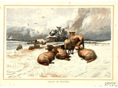 Sheep in Wintertime