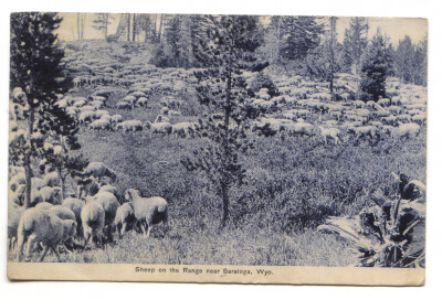 Sheep in Wy Pasture