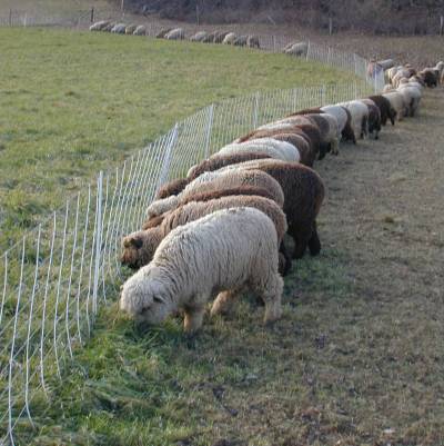 Sheep Intensive Grazing